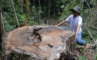 Khởi tố vụ tàn phá quần thể du sam, thu giữ 100m3 gỗ
