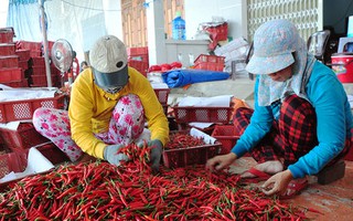 Trung Quốc thu mua ớt ào ạt, giá ớt nhảy múa