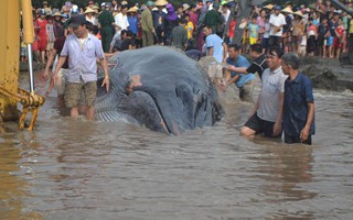 Cá voi 17 tấn còn sống mắc kẹt ở bãi biển Nghệ An