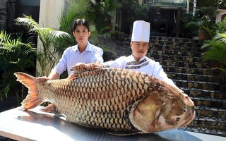Cá hô 119 kg từ Campuchia về nhà hàng ở TPHCM