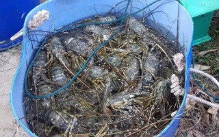 Phú Yên: Tôm hùm chết do ô nhiễm, tảo nở hoa
