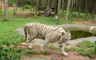Khó rời mắt với vườn thú hoang dã ở Phú Quốc