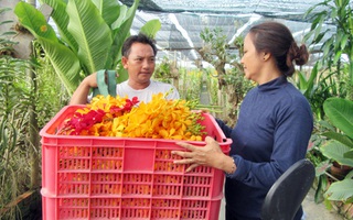 Làm giàu nhờ hoa lan Mokara ở vùng nắng gió