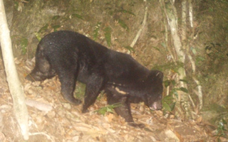 Rộ tin gấu rừng xuất hiện ở ngoại ô Nha Trang