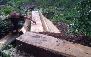 Đang chở gỗ lậu về nhà Trưởng BQL rừng thì bị bắt