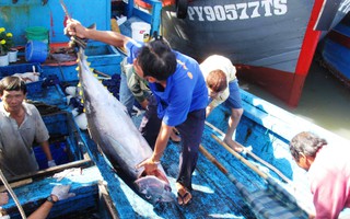 Tư thương ép giá cá ngừ đại dương
