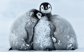 Tan chảy với cảnh chim cánh cụt nhí ủ ấm nhau trong bão tuyết