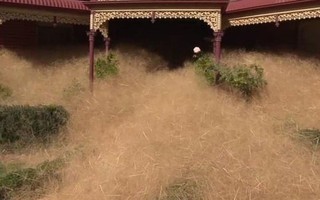 Cỏ “lạ” nhấn chìm thành phố Úc