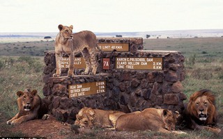 Kenya báo động vì hàng loạt sư tử xổng chuồng