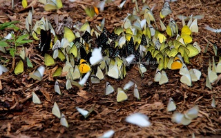Mùa bướm bay rợp trời ở Cát Tiên