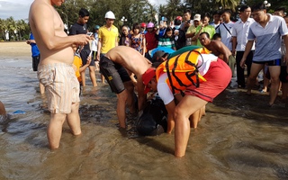 Nỗ lực giải cứu cá heo dạt bờ biển Quy Nhơn