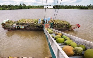 Giá dừa Bến Tre tăng cao kỷ lục