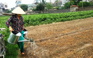 Người trồng rau muốn VTV bồi thường sau vụ “Cây chổi quét rau”