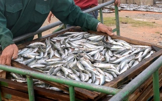 Đề nghị tiêu hủy cá nục nhiễm "chất độc" Phenol là vội vàng