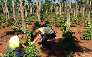 Canh bạc đinh lăng Tây Nguyên lại lên cơn sốt