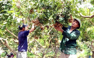 Nhãn muộn Khoái Châu mùa quả ngọt