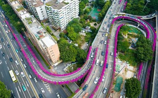 Hoa giấy nhuộm tím đường cao tốc ở Trung Quốc