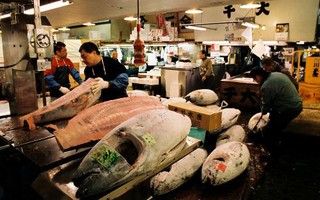 Thăm chợ cá ngừ Tsukiji lớn nhất thế giới