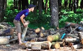 Doanh nghiệp Trung Quốc ồ ạt mua gỗ cao su