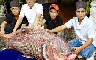 Cá 'khổng lồ' giá cao bao nhiêu cũng hết