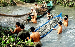 Ly kỳ thầy đìa miền Tây kể chuyện nghe "cá thở"