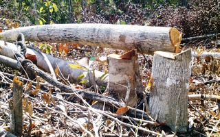 Phú Yên: Trên 108 ha rừng bị phát sạch trong hơn 1 tuần