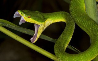 Bị rắn lục đuôi đỏ cắn vào lưỡi khi đang nhậu