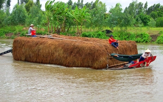 Hạn hán khốc liệt, dân miền Tây phải bán bò giá rẻ bèo