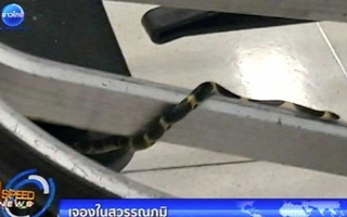 Hết hồn vì thấy rắn trên xe đẩy hành lý