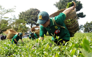 Lâm Đồng: Không tổ chức “Tuần lễ Văn hóa trà”
