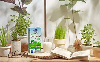 Vinamilk sản xuất sữa tươi Vinamilk 100% organic cao cấp