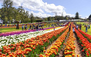 Đi dự lễ hội hoa Tulip lớn nhất Melbourne