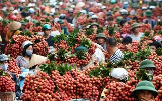 200 thương lái Trung Quốc vào Bắc Giang giám sát thu mua vải thiều