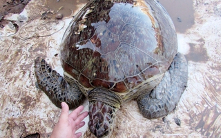 Giải cứu rùa biển quý hiếm suýt bị làm mồi nhậu