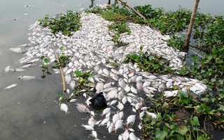Cá chết trắng sông do thức ăn dư thừa?