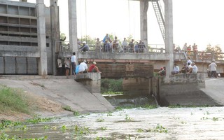 Long An: Mở cống xả giải nguy hàng ngàn hecta lúa