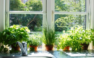 Vườn rau sạch trong nhà: Tại sao không?
