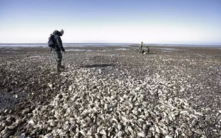 Trung Quốc tình nguyện "ăn cho tuyệt chủng" để giải cứu hàu Đan Mạch