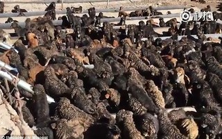 Cả ngàn con chó ngao Tây Tạng bị bỏ rơi ở Trung Quốc