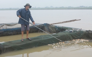 Thủy điện Hòa Bình xả lũ, hơn 200 tấn cá lồng chết ngạt