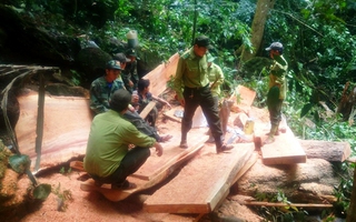 Truy bắt nhóm người xẻ gỗ tại rừng di sản Phong Nha – Kẻ Bàng