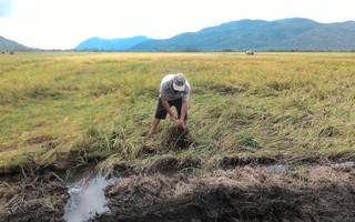 Mưa dầm, nông dân lao đao