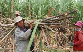 Người Chăm, Raglai làm cánh đồng lớn