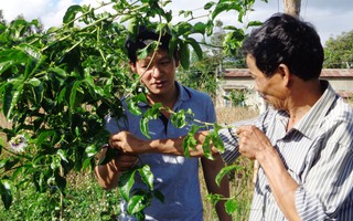 Khổ vì giống chanh dây mập mờ