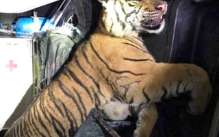 Tài xế cứu thương tông cửa trốn vào rừng, bỏ xe và con hổ
