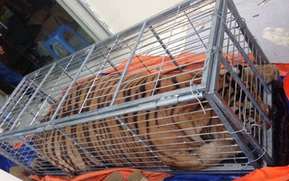 Mua hổ sống nặng 200 kg từ Nghệ An ra Hà Nội nấu cao
