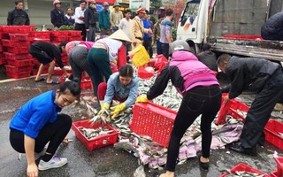 Hà Tĩnh: Xe lật, người dân giúp tài xế gom cá