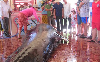 Cá voi mang thai, nặng 1 tấn lụy bờ