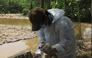 Thừa Thiên - Huế: 6.500 con vịt nhiễm cúm A/H5N6