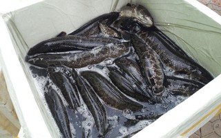Cá Trung Quốc "ngậm" hóa chất kích thích bán tại Việt Nam